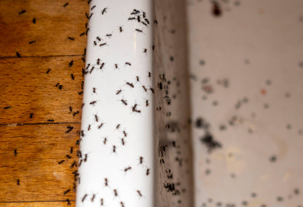 Best Emergency Pest Control  in Louisville, NE
